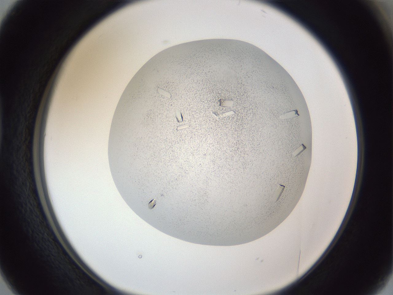 folderID202_plateID1202_batchID3452_wellNum38_profileID1_d1_r66500_ef.jpg
