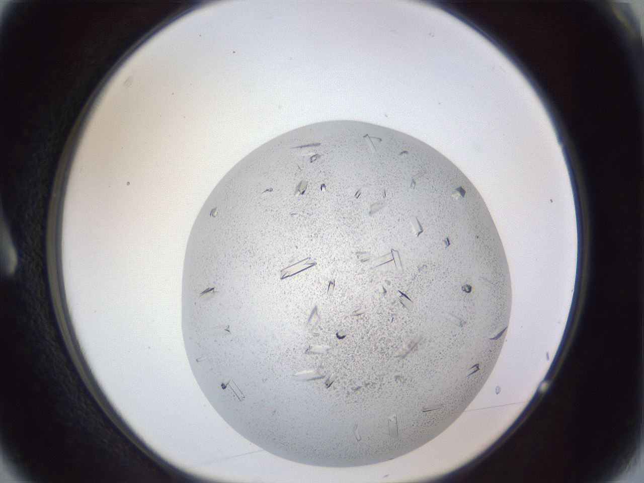 folderID202_plateID1202_batchID3452_wellNum3_profileID1_d1_r66465_ef.jpg