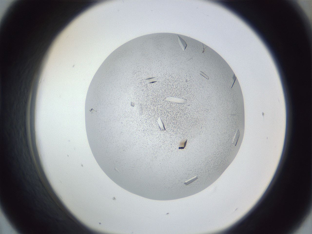 folderID202_plateID1202_batchID3452_wellNum43_profileID1_d1_r66505_ef.jpg