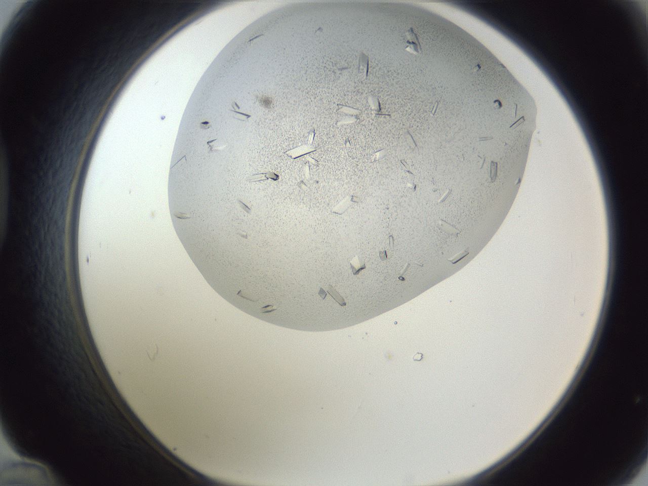 folderID202_plateID1202_batchID3452_wellNum48_profileID1_d1_r66510_ef.jpg