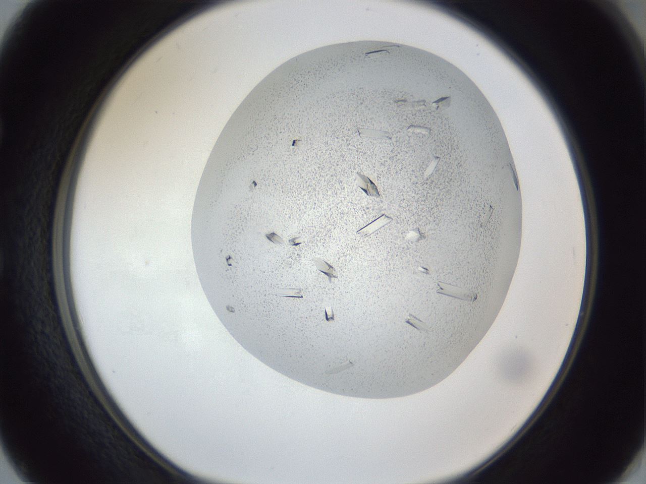 folderID202_plateID1202_batchID3452_wellNum50_profileID1_d1_r66512_ef.jpg