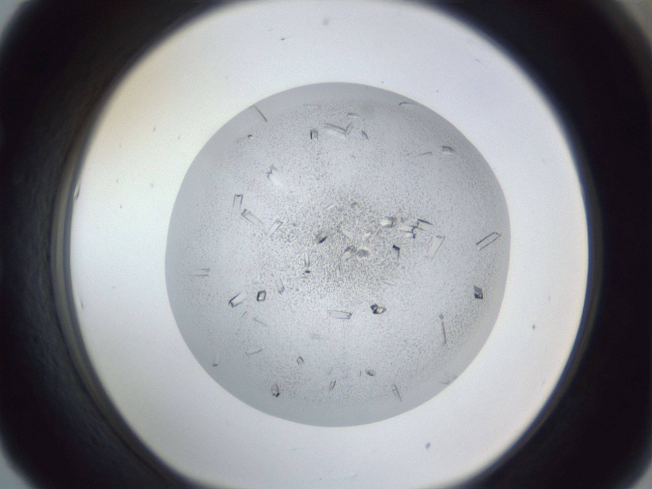 folderID202_plateID1202_batchID3452_wellNum53_profileID1_d1_r66515_ef.jpg