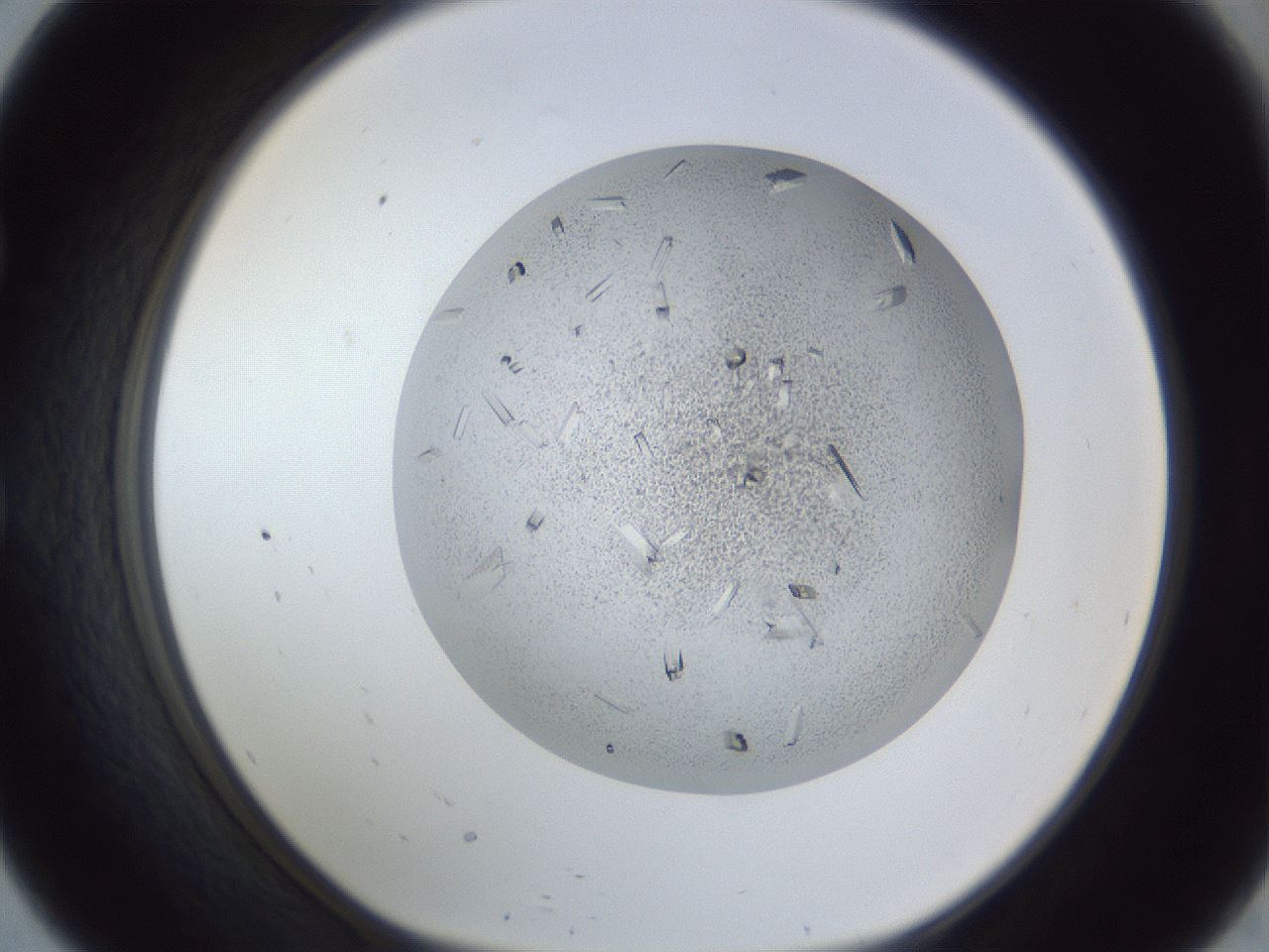 folderID202_plateID1202_batchID3452_wellNum57_profileID1_d1_r66519_ef.jpg