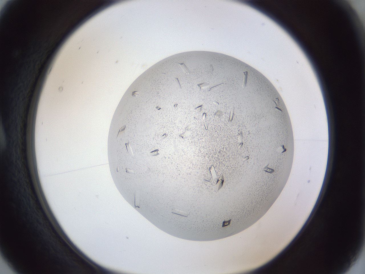 folderID202_plateID1202_batchID3452_wellNum5_profileID1_d1_r66467_ef.jpg