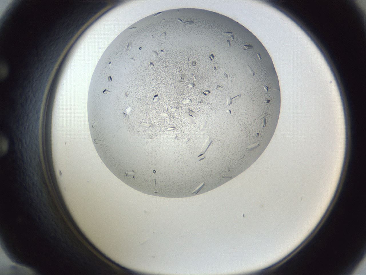 folderID202_plateID1202_batchID3452_wellNum60_profileID1_d1_r66522_ef.jpg
