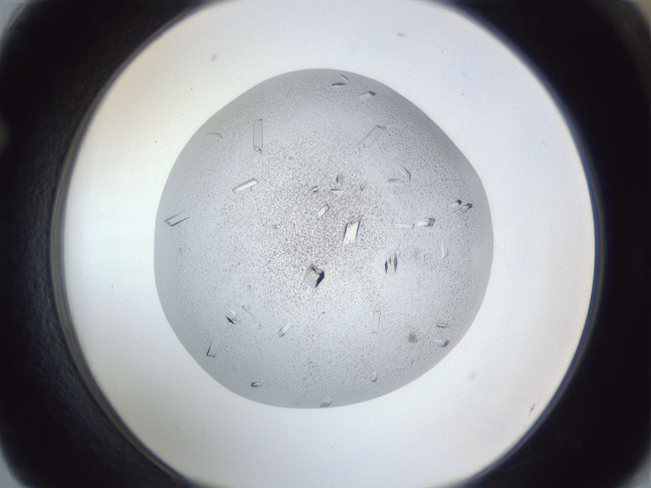 folderID202_plateID1202_batchID3452_wellNum62_profileID1_d1_r66524_ef.jpg