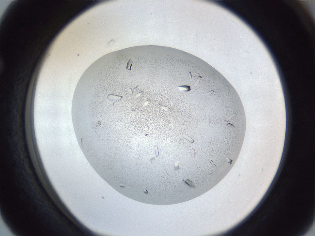 folderID202_plateID1202_batchID3452_wellNum63_profileID1_d1_r66525_ef.jpg