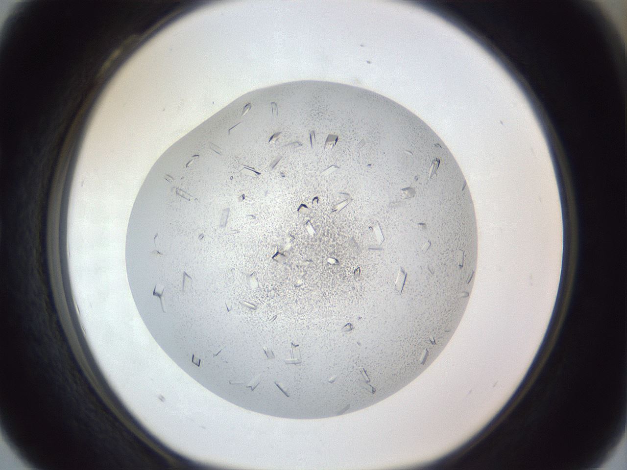 folderID202_plateID1202_batchID3452_wellNum28_profileID1_d1_r66490_ef.jpg