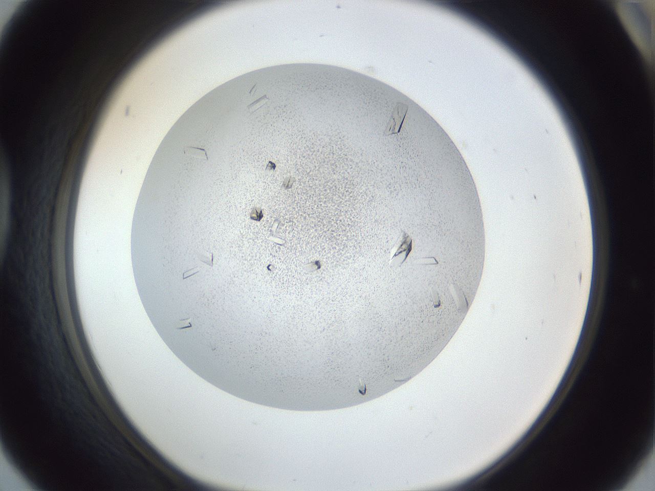 folderID202_plateID1202_batchID3452_wellNum42_profileID1_d1_r66504_ef.jpg