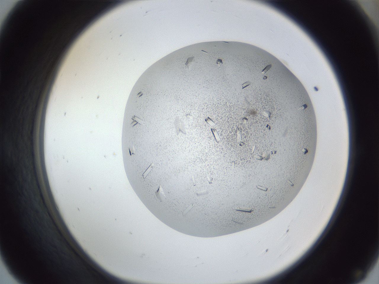 folderID202_plateID1202_batchID3452_wellNum55_profileID1_d1_r66517_ef.jpg
