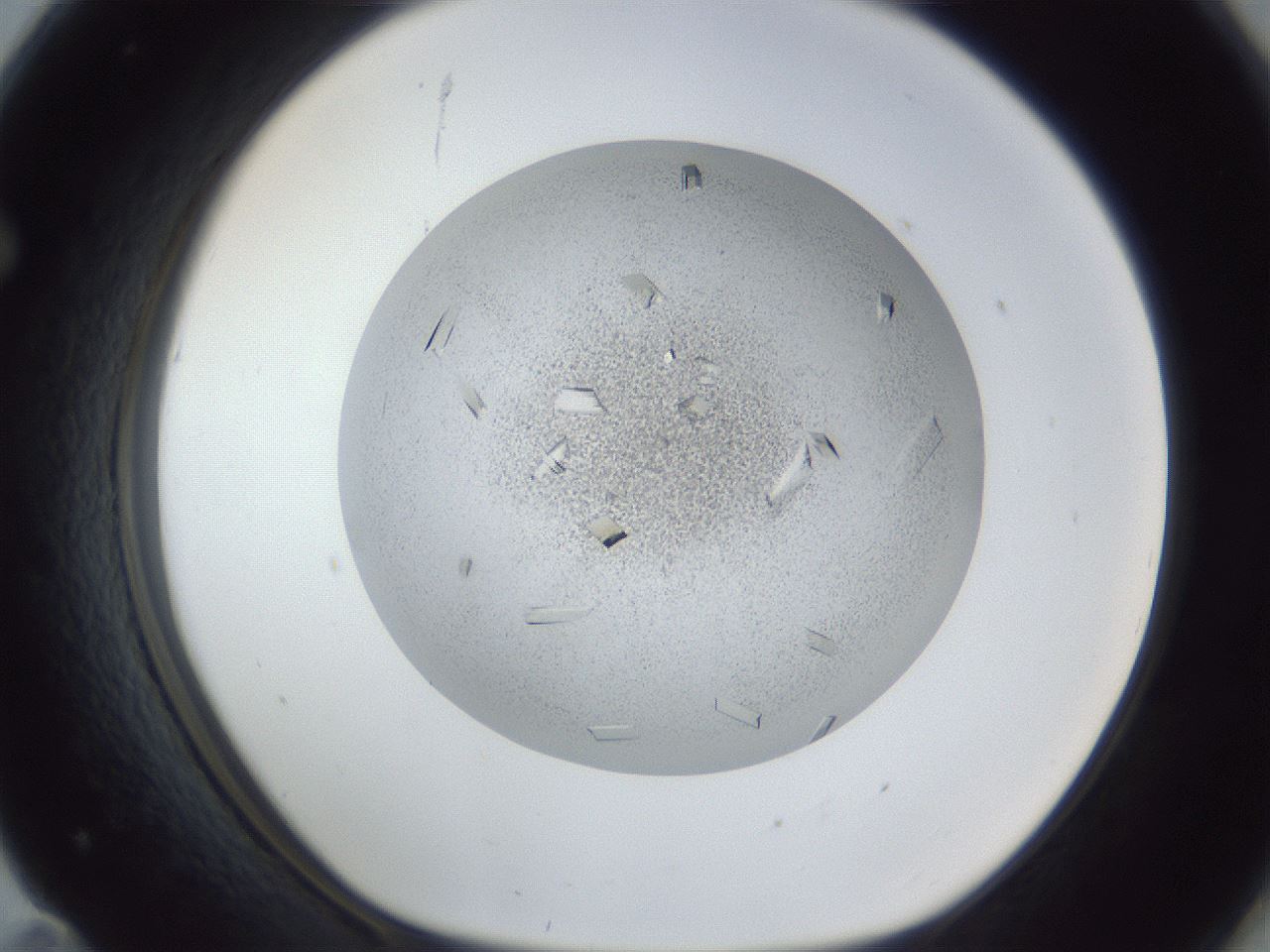 folderID202_plateID1202_batchID3452_wellNum71_profileID1_d1_r66533_ef.jpg