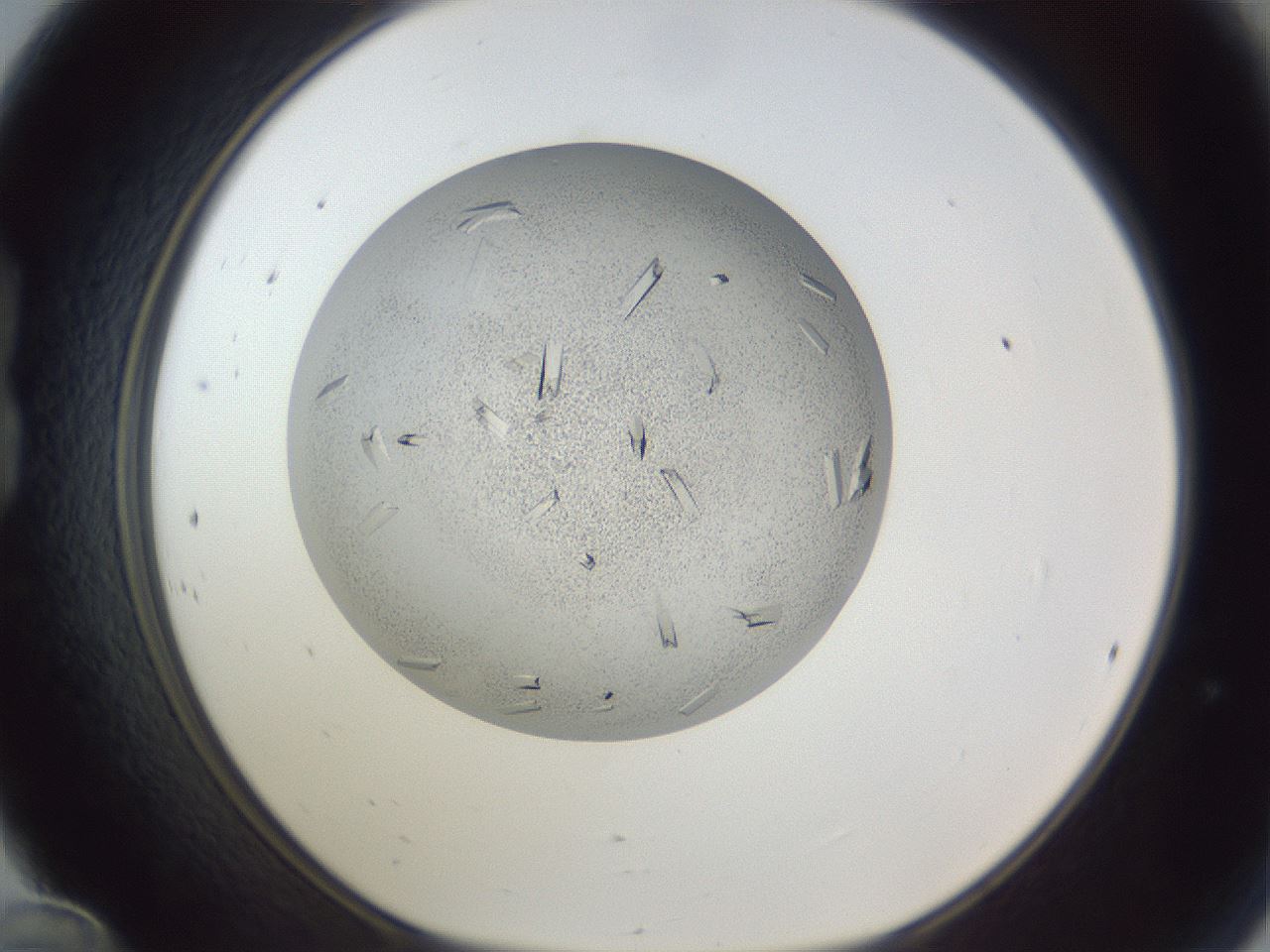 folderID202_plateID1202_batchID3541_wellNum24_profileID1_d1_r66486_ef.jpg