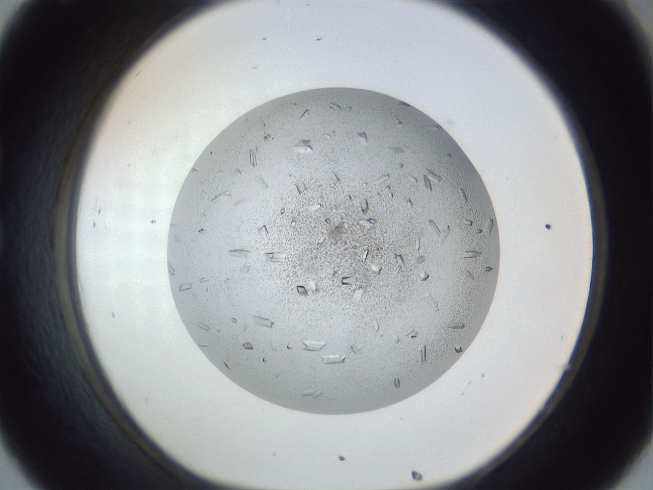 folderID202_plateID1202_batchID3541_wellNum32_profileID1_d1_r66494_ef.jpg