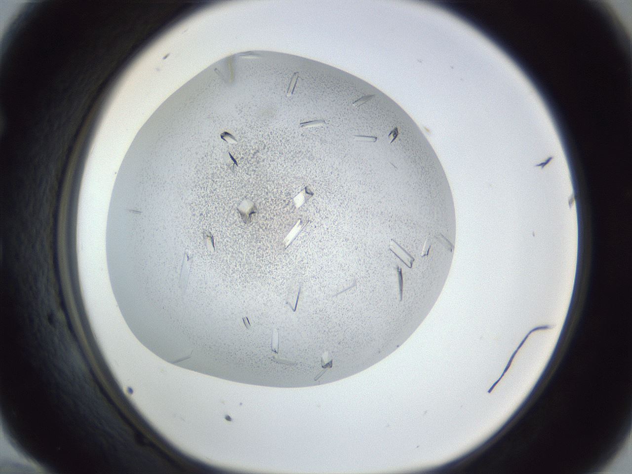 folderID202_plateID1202_batchID3541_wellNum58_profileID1_d1_r66520_ef.jpg