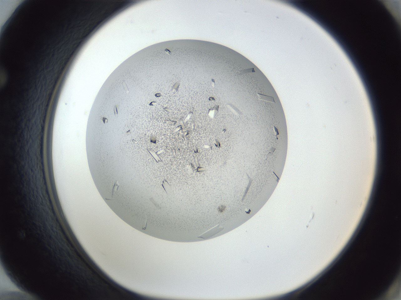folderID202_plateID1202_batchID3452_wellNum72_profileID1_d1_r66534_ef.jpg