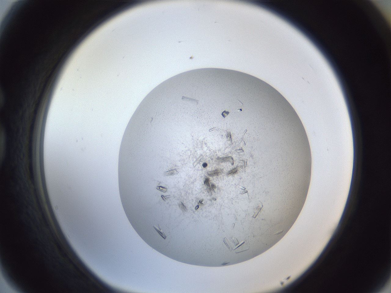 folderID202_plateID1202_batchID3452_wellNum77_profileID1_d1_r66539_ef.jpg