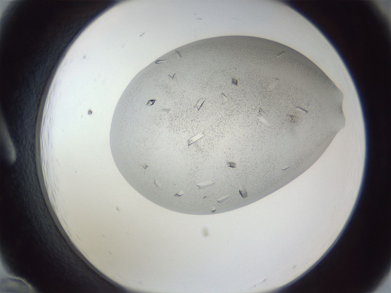 folderID202_plateID1202_batchID3541_wellNum12_profileID1_d1_r66474_ef.jpg