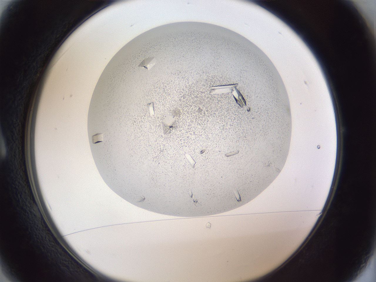 folderID202_plateID1202_batchID3541_wellNum1_profileID1_d1_r66463_ef.jpg