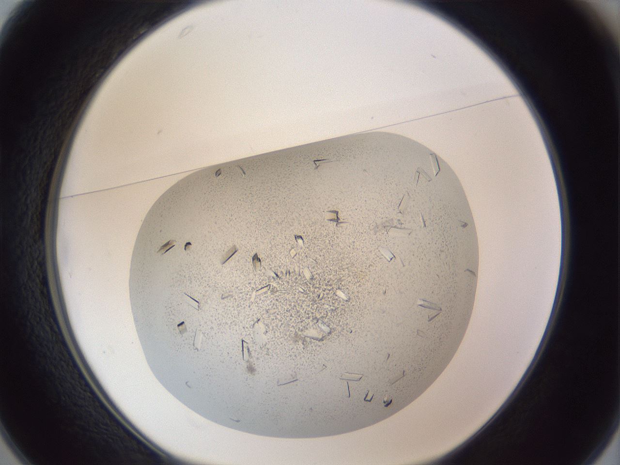 folderID202_plateID1202_batchID3541_wellNum25_profileID1_d1_r66487_ef.jpg