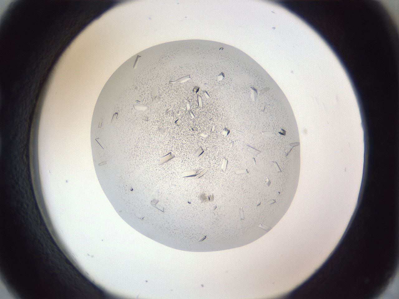 folderID202_plateID1202_batchID3541_wellNum26_profileID1_d1_r66488_ef.jpg