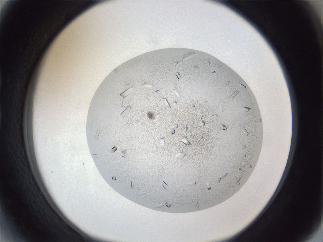 folderID202_plateID1202_batchID3541_wellNum27_profileID1_d1_r66489_ef.jpg