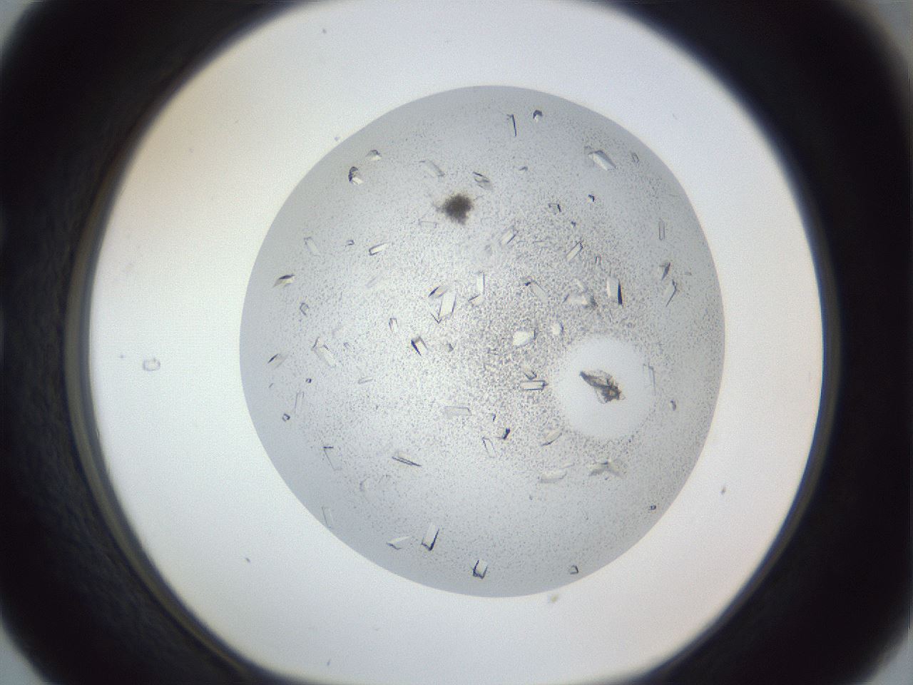 folderID202_plateID1202_batchID3541_wellNum29_profileID1_d1_r66491_ef.jpg