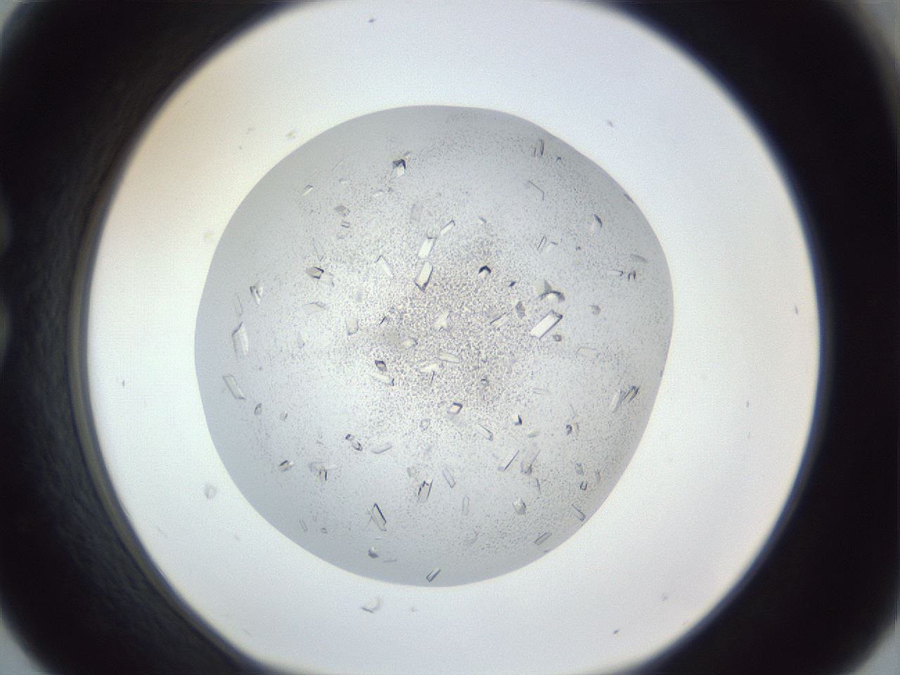 folderID202_plateID1202_batchID3541_wellNum30_profileID1_d1_r66492_ef.jpg