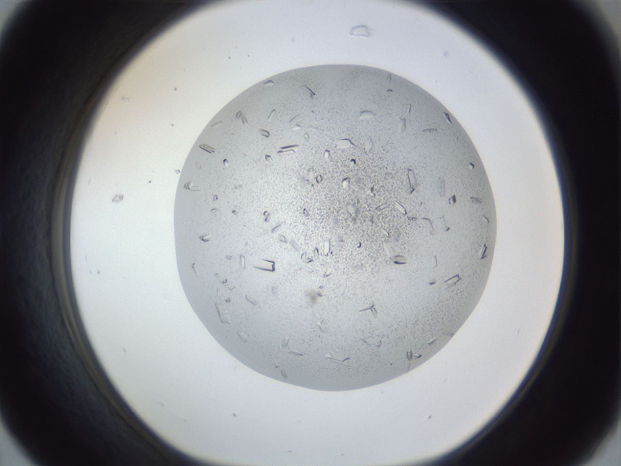 folderID202_plateID1202_batchID3541_wellNum31_profileID1_d1_r66493_ef.jpg