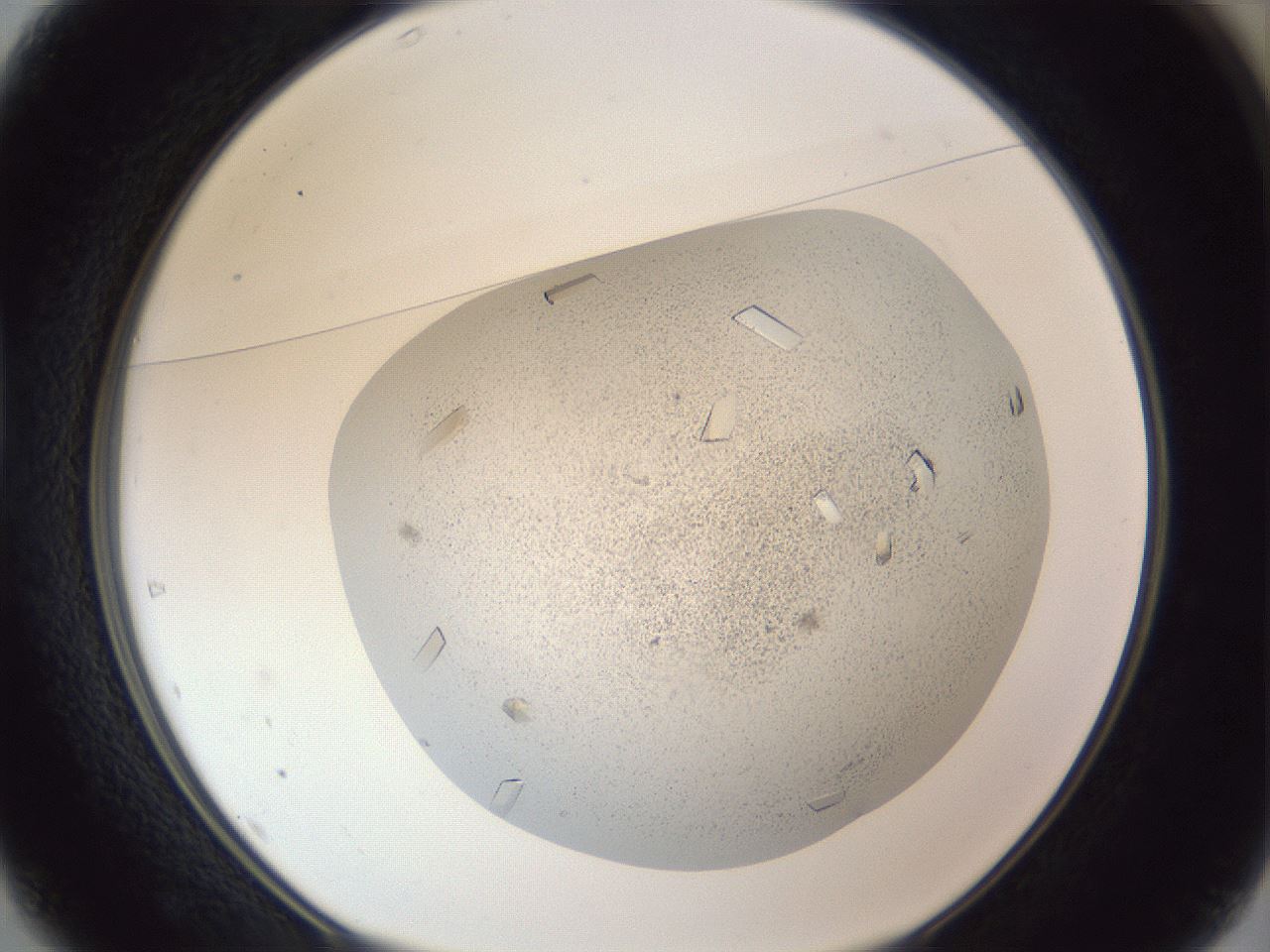 folderID202_plateID1202_batchID3541_wellNum37_profileID1_d1_r66499_ef.jpg