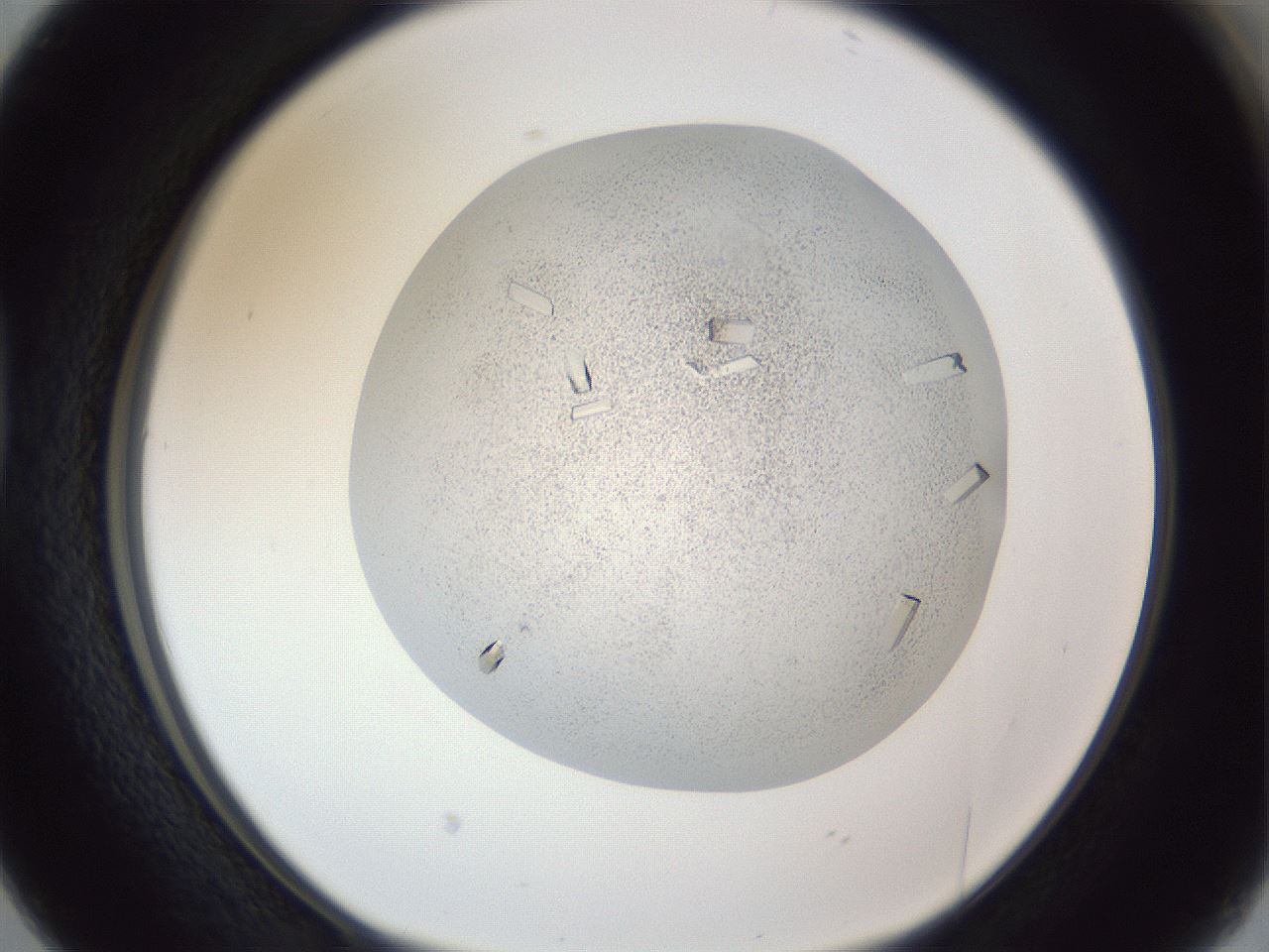 folderID202_plateID1202_batchID3541_wellNum38_profileID1_d1_r66500_ef.jpg