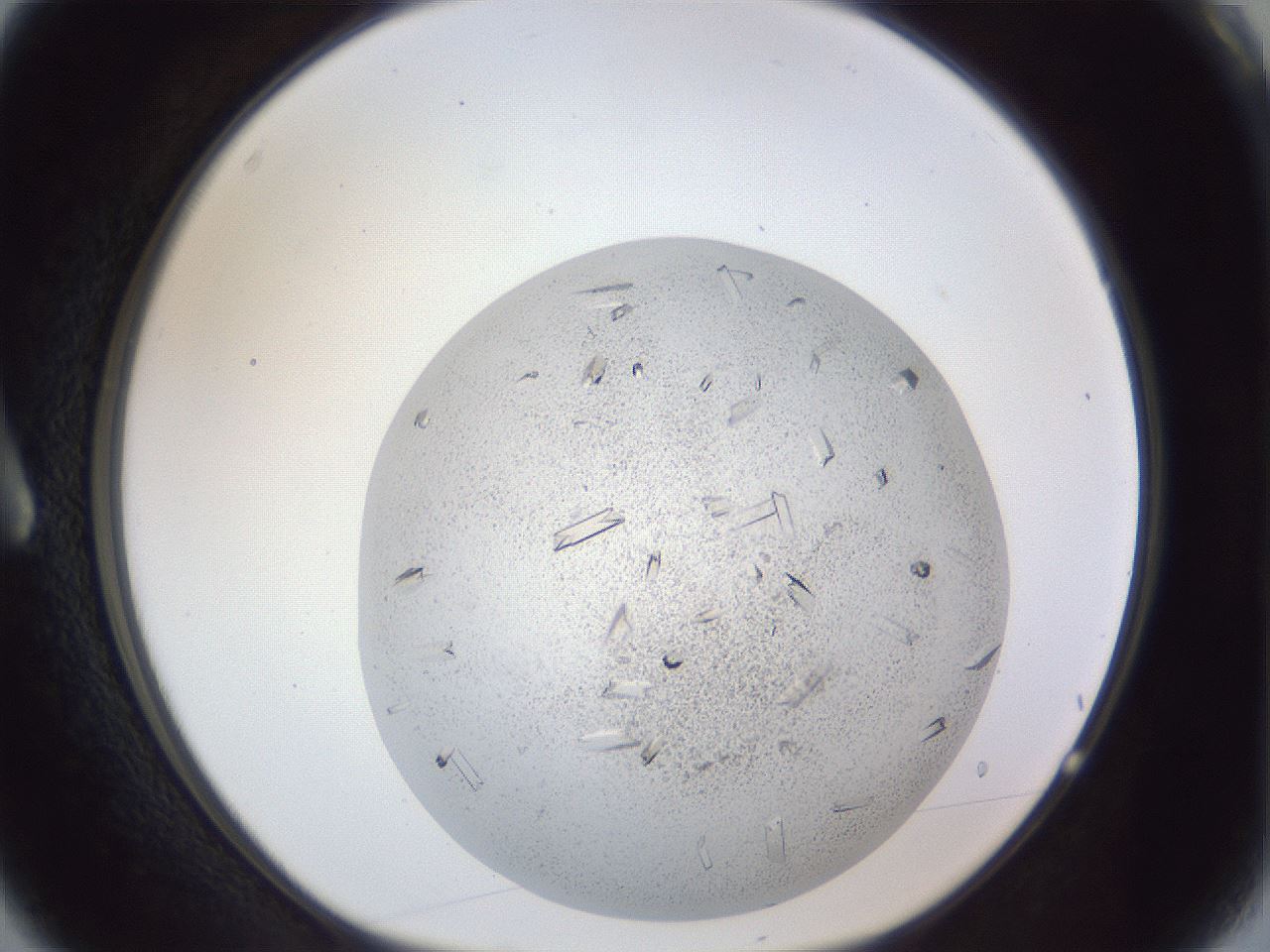 folderID202_plateID1202_batchID3541_wellNum3_profileID1_d1_r66465_ef.jpg