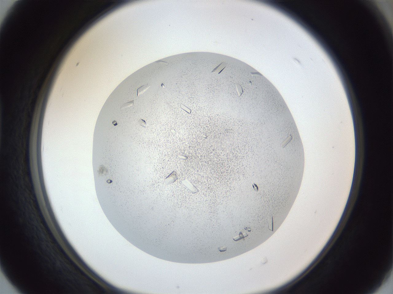 folderID202_plateID1202_batchID3541_wellNum40_profileID1_d1_r66502_ef.jpg