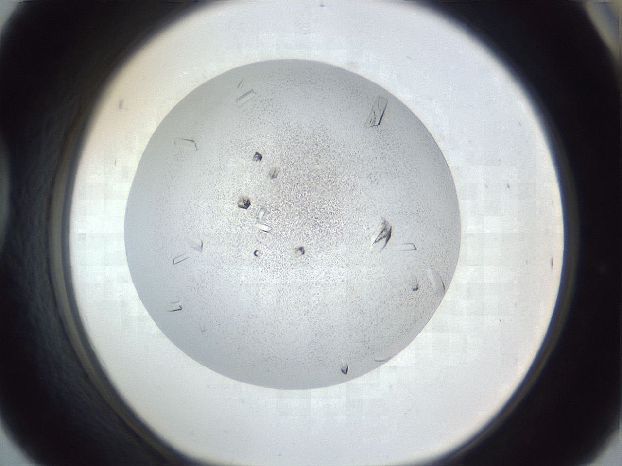 folderID202_plateID1202_batchID3541_wellNum42_profileID1_d1_r66504_ef.jpg