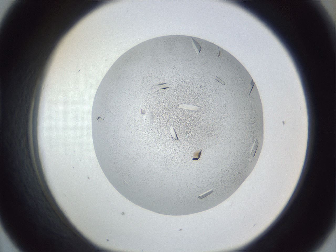 folderID202_plateID1202_batchID3541_wellNum43_profileID1_d1_r66505_ef.jpg