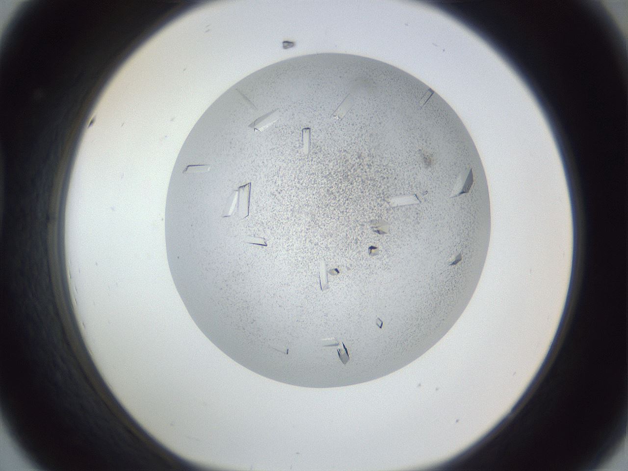 folderID202_plateID1202_batchID3541_wellNum44_profileID1_d1_r66506_ef.jpg