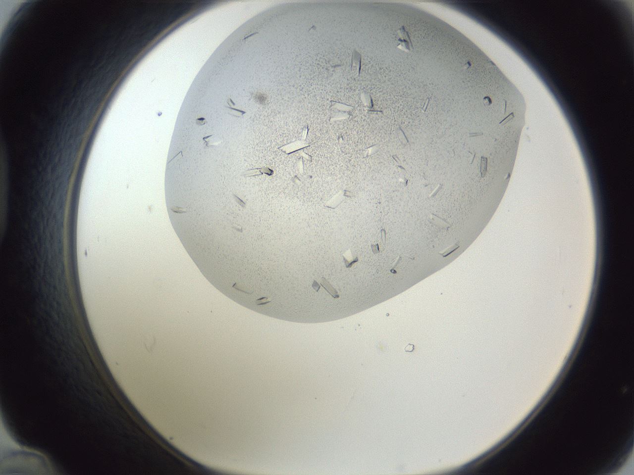 folderID202_plateID1202_batchID3541_wellNum48_profileID1_d1_r66510_ef.jpg