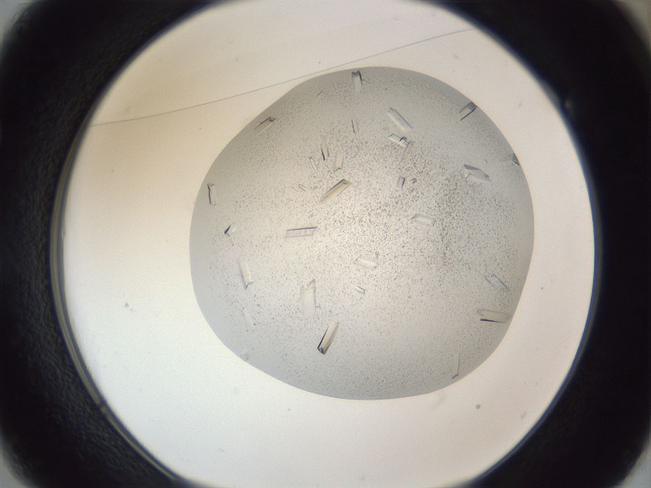 folderID202_plateID1202_batchID3541_wellNum49_profileID1_d1_r66511_ef.jpg