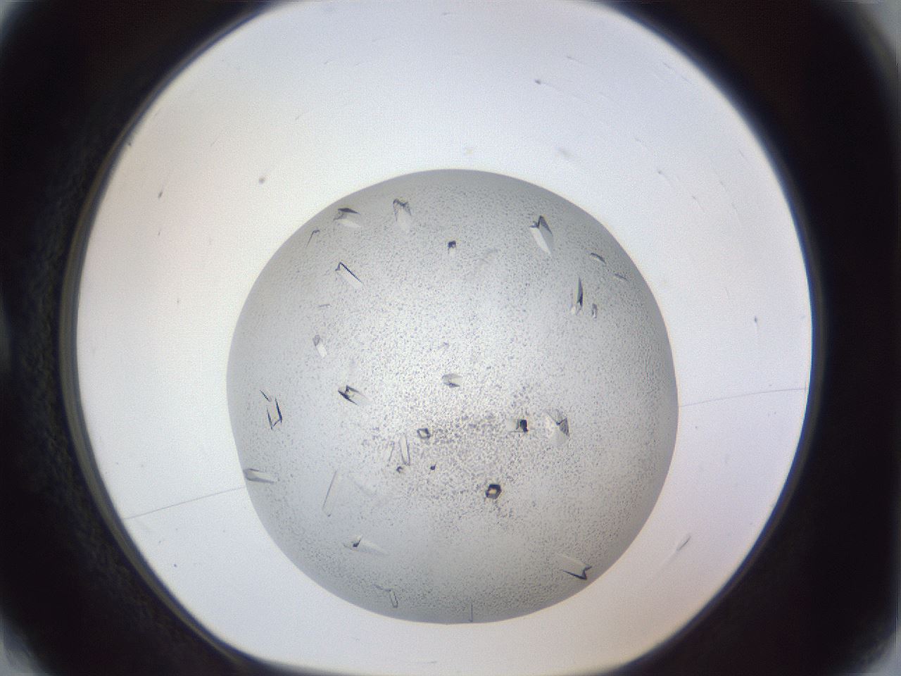 folderID202_plateID1202_batchID3541_wellNum4_profileID1_d1_r66466_ef.jpg