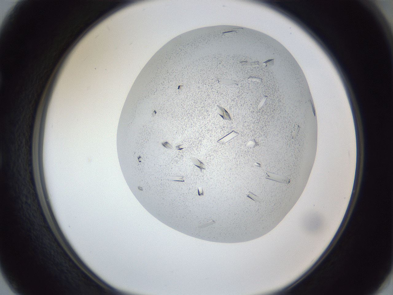folderID202_plateID1202_batchID3541_wellNum50_profileID1_d1_r66512_ef.jpg