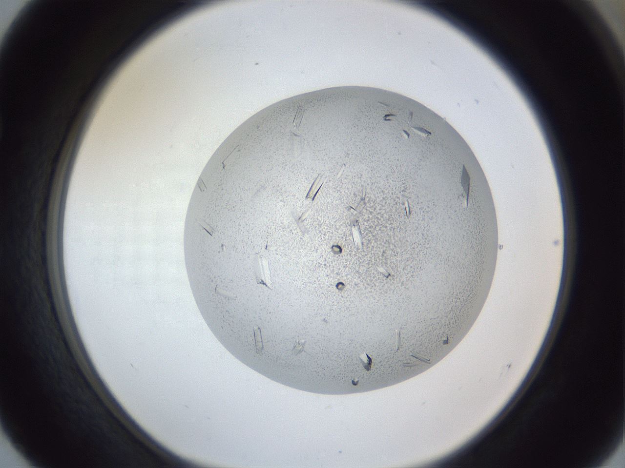 folderID202_plateID1202_batchID3541_wellNum52_profileID1_d1_r66514_ef.jpg