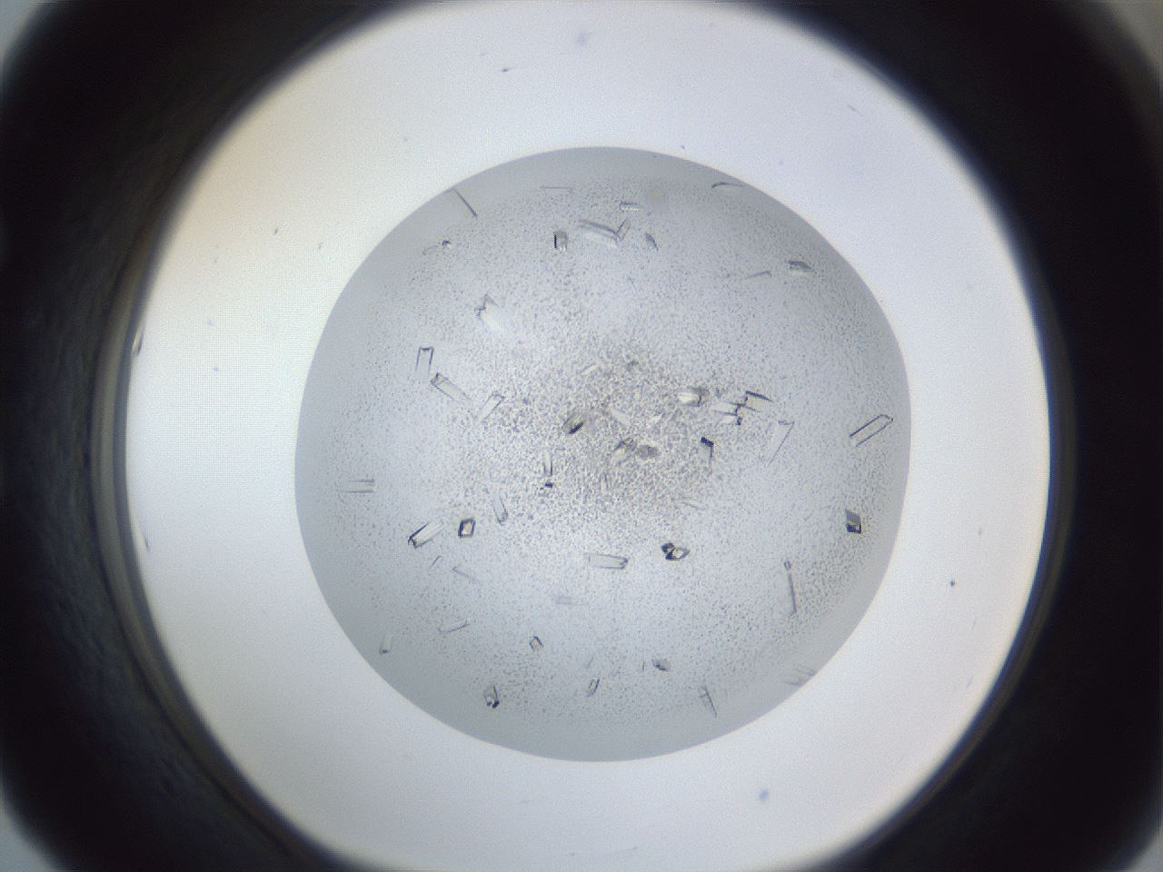 folderID202_plateID1202_batchID3541_wellNum53_profileID1_d1_r66515_ef.jpg