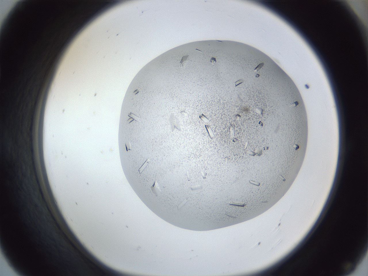 folderID202_plateID1202_batchID3541_wellNum55_profileID1_d1_r66517_ef.jpg
