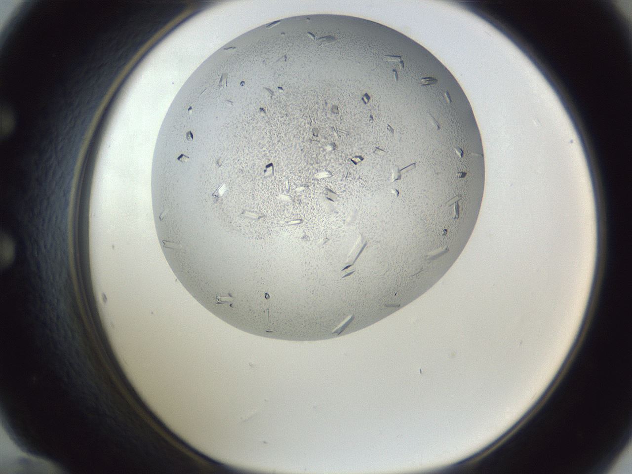 folderID202_plateID1202_batchID3541_wellNum60_profileID1_d1_r66522_ef.jpg