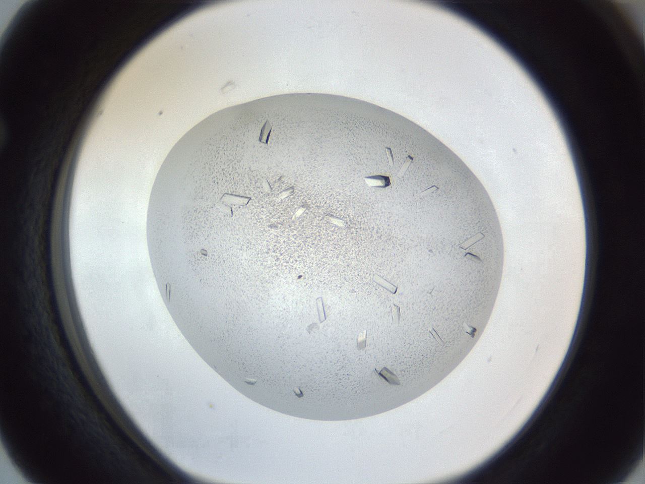folderID202_plateID1202_batchID3541_wellNum63_profileID1_d1_r66525_ef.jpg
