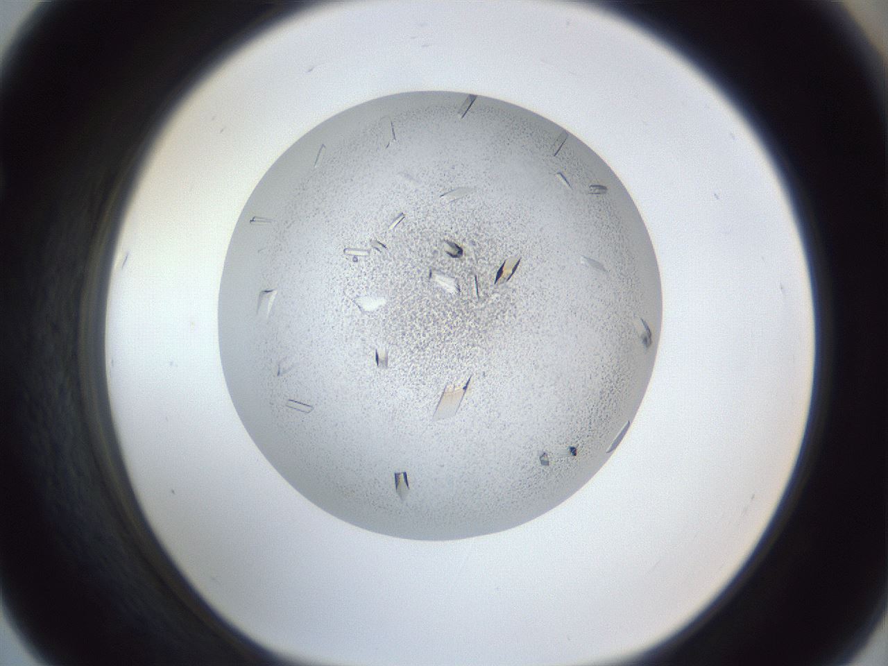 folderID202_plateID1202_batchID3541_wellNum67_profileID1_d1_r66529_ef.jpg