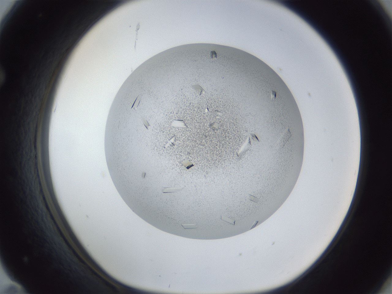 folderID202_plateID1202_batchID3541_wellNum71_profileID1_d1_r66533_ef.jpg
