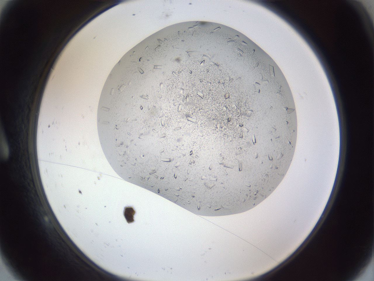 folderID202_plateID1202_batchID3541_wellNum9_profileID1_d1_r66471_ef.jpg