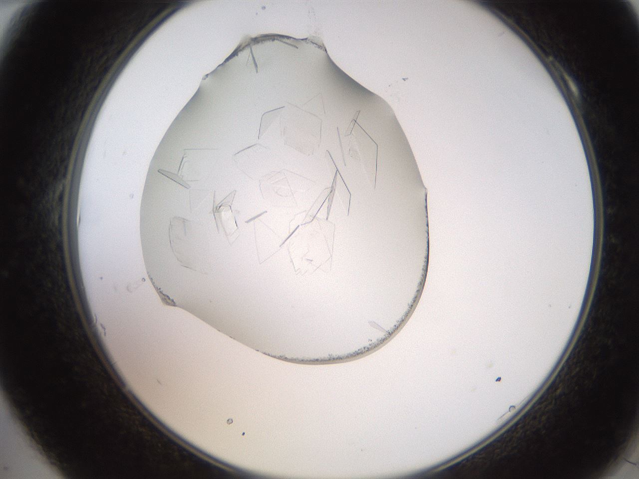 folderID205_plateID2205_batchID10007_wellNum10_profileID1_d2_r149962_ef.jpg