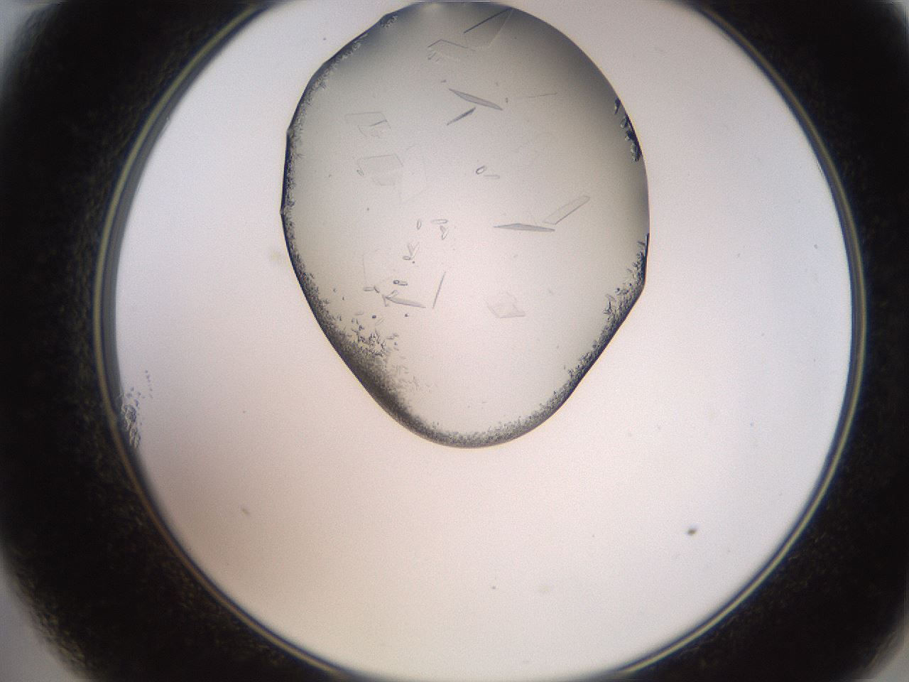 folderID205_plateID2205_batchID10007_wellNum11_profileID1_d2_r149964_ef.jpg