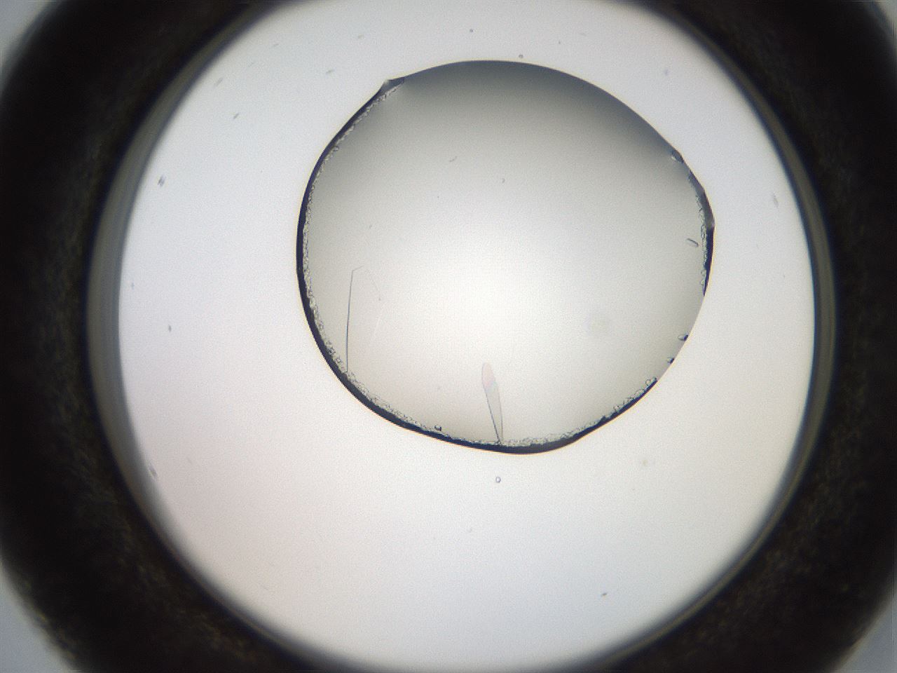 folderID205_plateID2205_batchID10007_wellNum16_profileID1_d2_r149974_ef.jpg